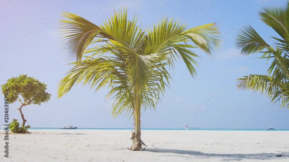 Maldives. Tropical beach with white sand and young tropical trees Maldives. Tropical beach with white sand and young tropical trees