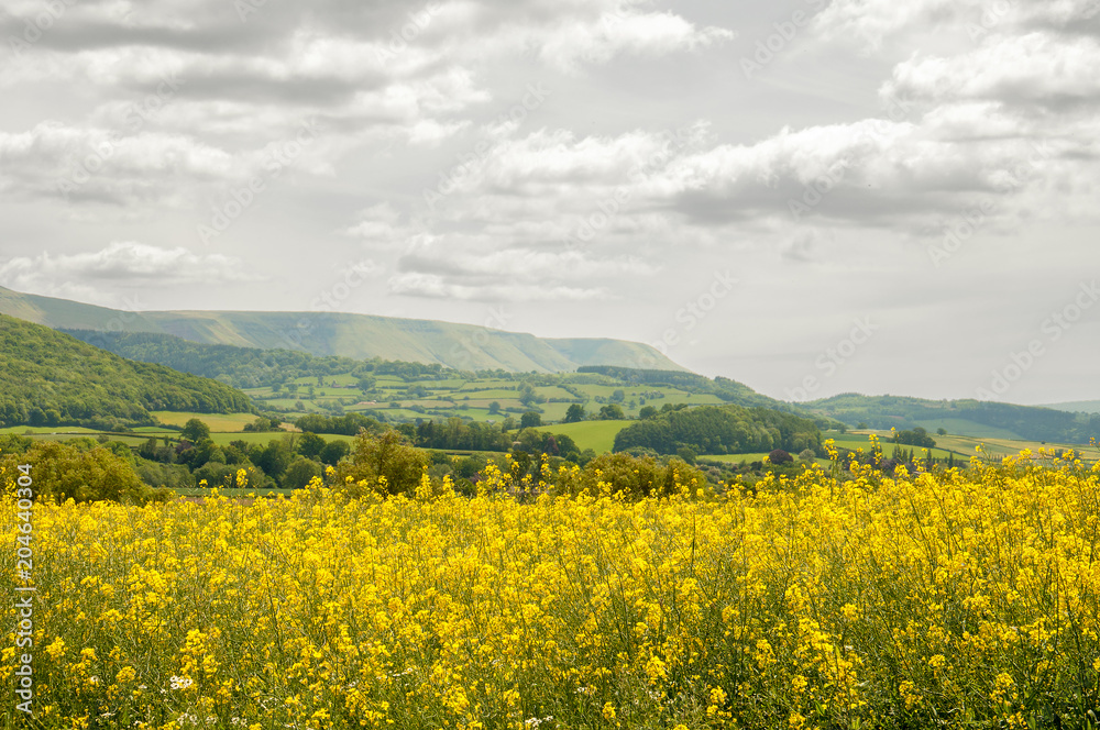 Yellow canola fields in the English countryside.