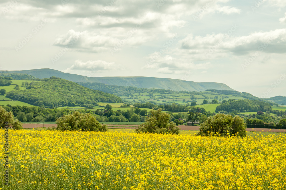 Yellow canola fields in the English countryside. Yellow canola fields in the English countryside.
