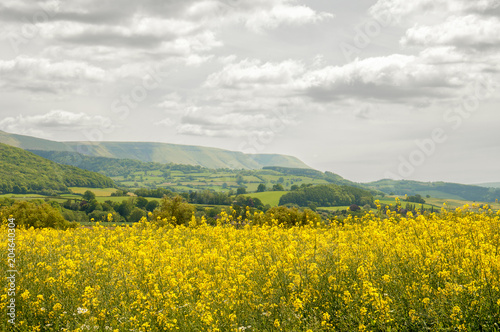 Yellow canola fields in the English countryside.