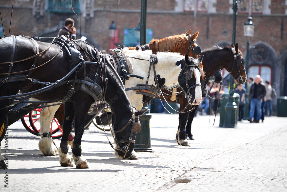 Belgium, Bruges, 10 Apr'18. Black and white horses with carriages waiting for tourist for city tour under sunlight. Editorial