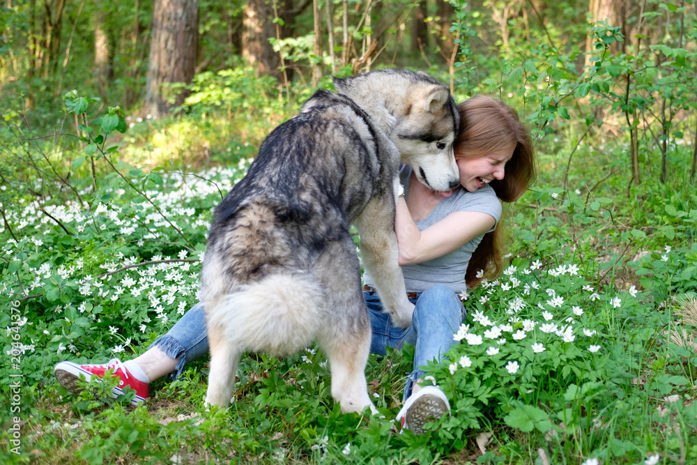 redhead young woman plays with her dog malamute on a walk in the forest