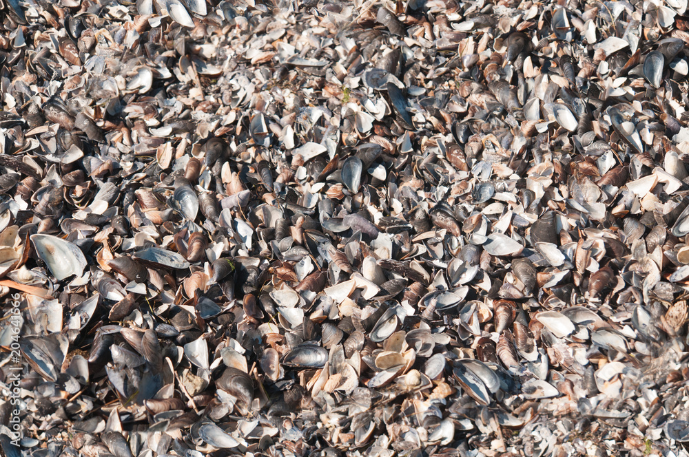 shell ashore in waves of sea in sunset shell ashore in waves of sea in sunset