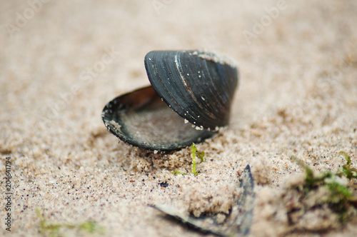 shell ashore in waves of sea in sunset photo