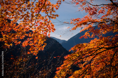 Iya Valley in autumn (Shikoku Japan) 