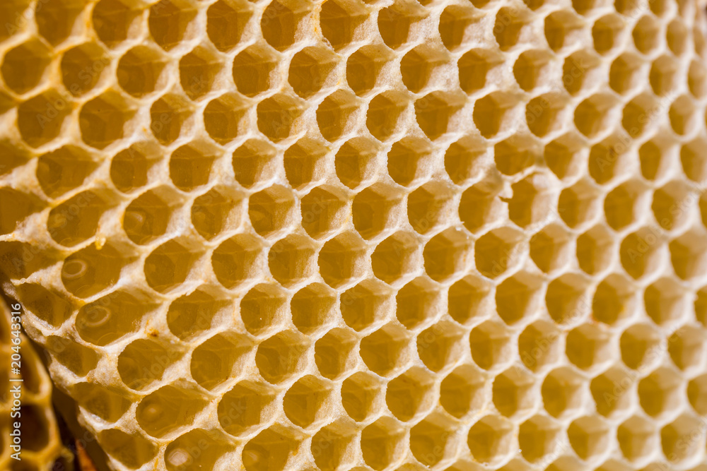 Newborn bee on honeycomb