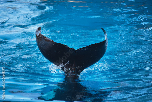 Killer whale fin splashing on the water