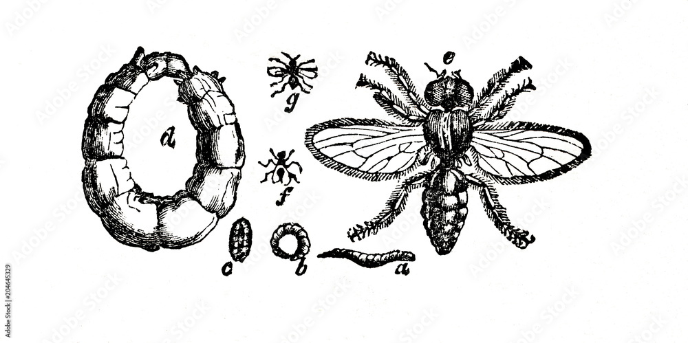 Cheese fly (Piophila casei) (from Das Heller-Magazin, September 6, 1834)  Stock Illustration | Adobe Stock