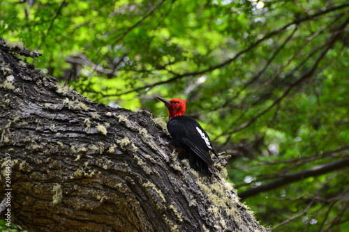 A Magellanic woodpecker in Patagonia, Argentina