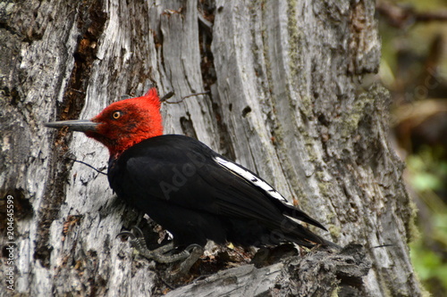 A Magellanic woodpecker in Patagonia, Argentina