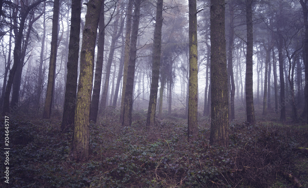 Fog in the Wood Fog in the Wood