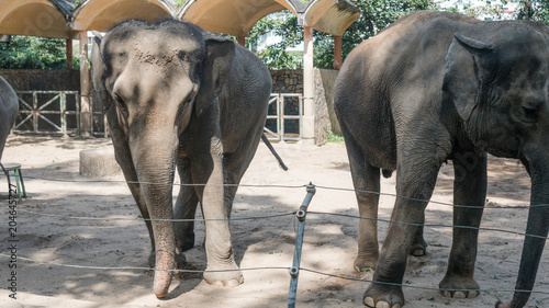  two pink elephants in the zoo