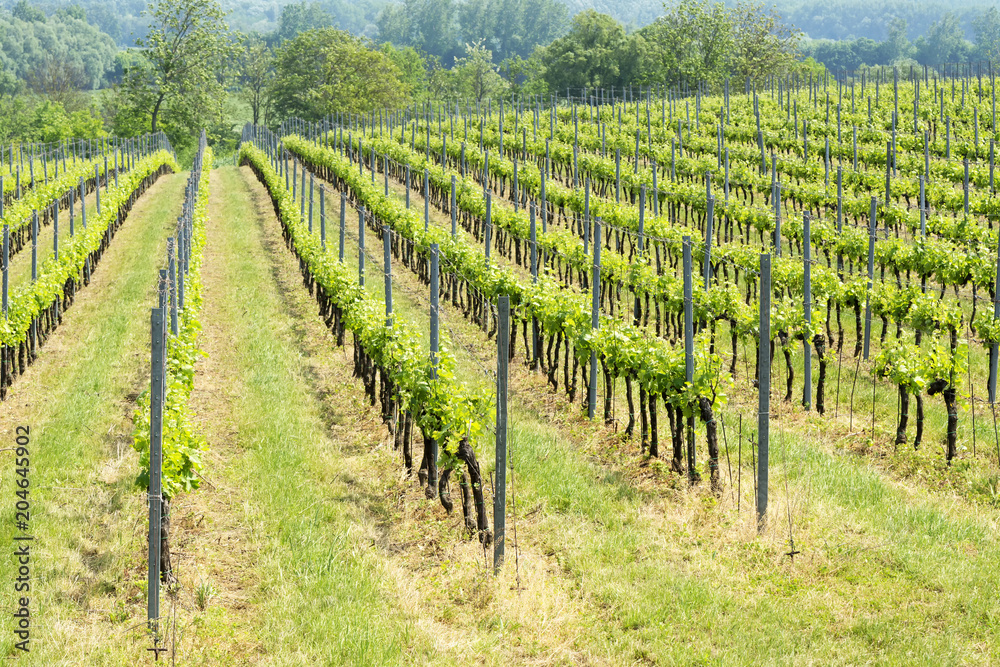 Vineyards in springtime at Lake Balaton, Hungary