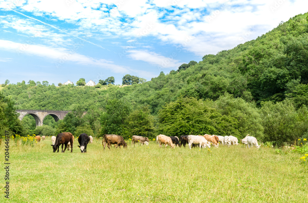 Naklejka premium Cows grazing near by the Headstone Viaduct on the Monsal Trail in the Peak District, Derbyshire Dales, England