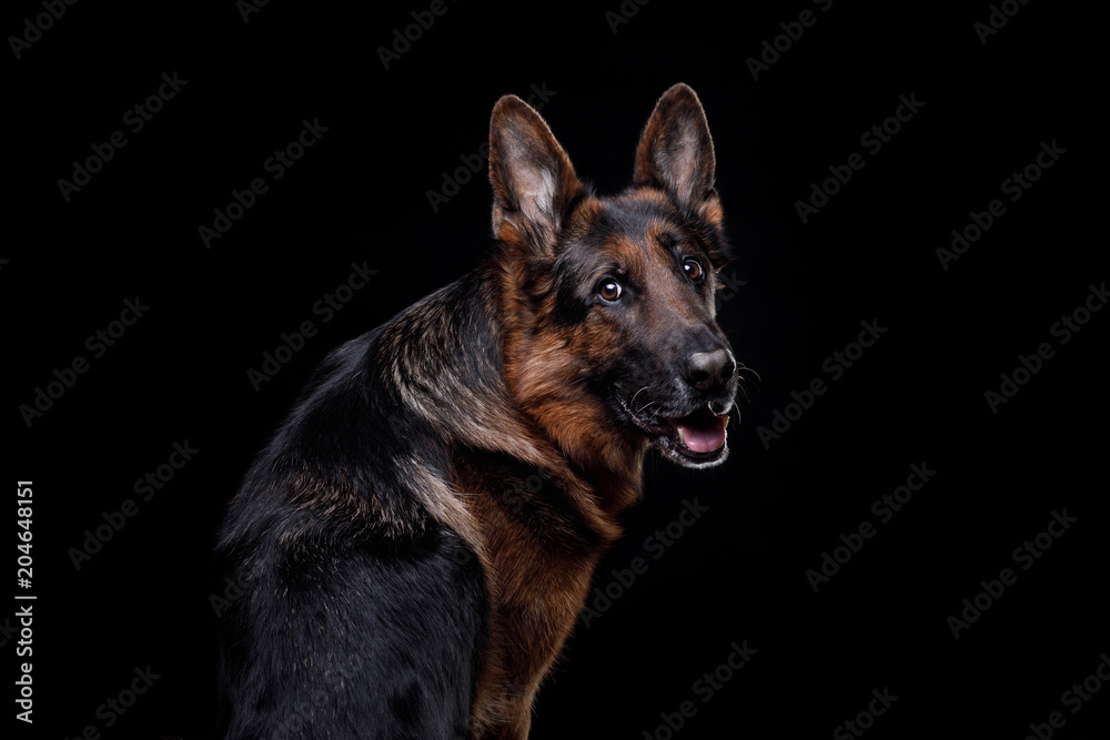 Portrait of a German Shepherd dog on a black background in studio