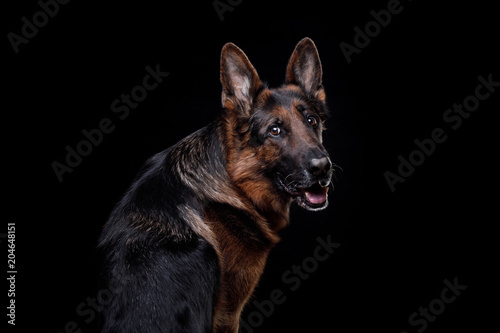 Portrait of a German Shepherd dog on a black background in studio © annaav
