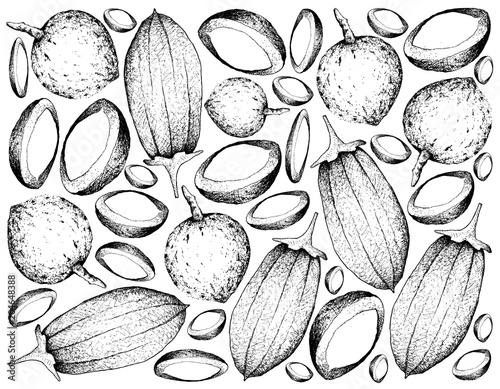 Hand Drawn Background of Bacuri and Baobab Fruits photo