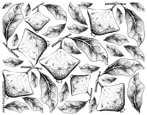 Hand Drawn Background of Fresh Cambuci Fruits