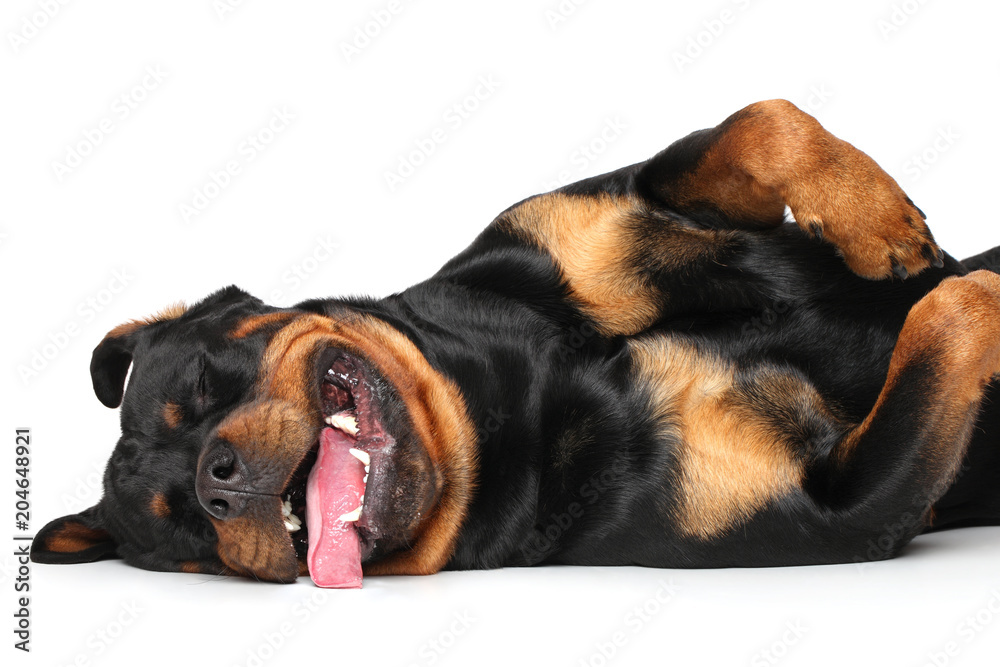 Obraz premium Rottweiler resting