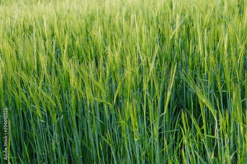 harvest agriculture green grain