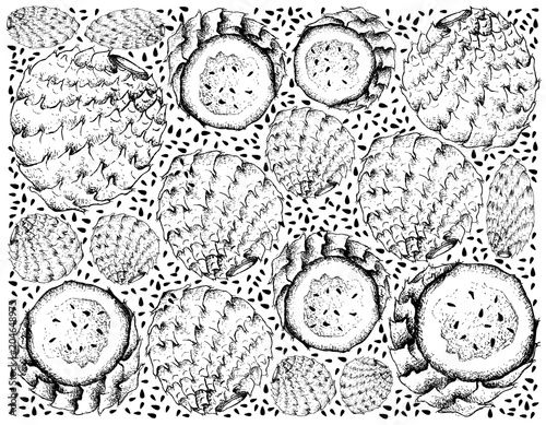 Hand Drawn Background of Copao Cactus Fruits photo