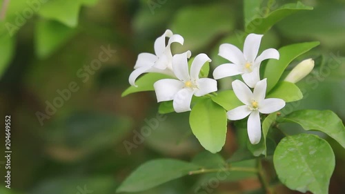Close up of Orange Jessamine flowers and green leaf