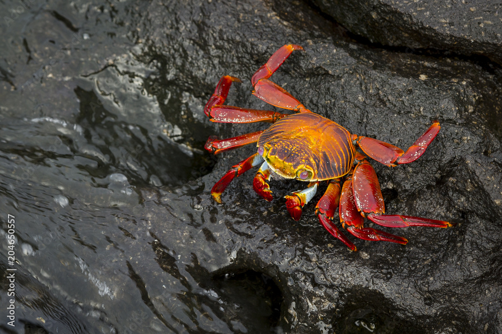 Sally Lightfoot Crab or Red Rock Crab (Grapsus grapsus) in Galap