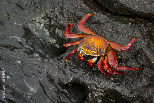 Sally Lightfoot Crab or Red Rock Crab (Grapsus grapsus) in Galap