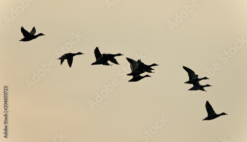 Picture with a swarm of ducks flying in the sky © MrWildLife