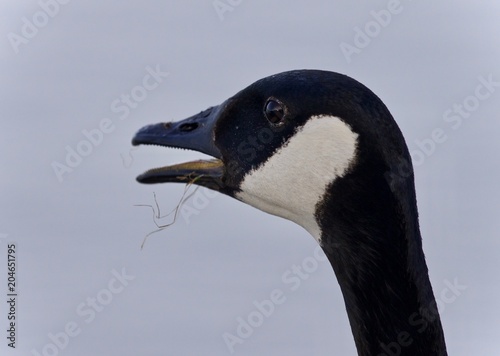 Photo of a scared Canada goose screaming © MrWildLife