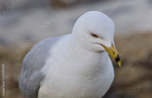 Isolated image of a gull looking for food