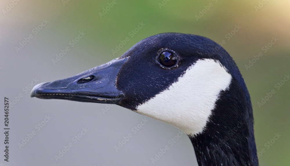 Beautiful isolated image of a cute Canada goose
