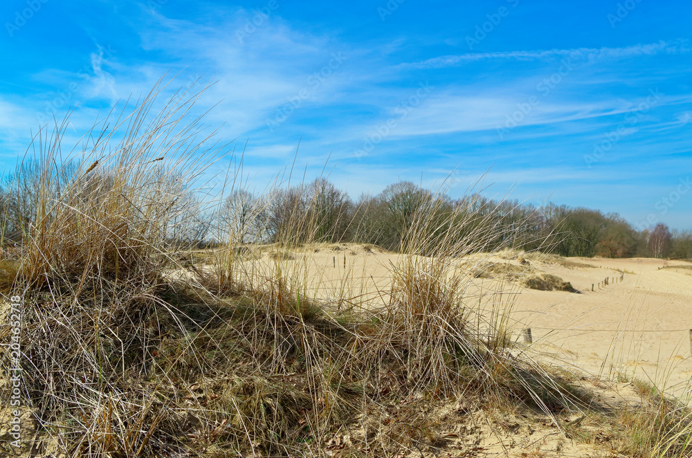 Panoramic view of sandy dunes