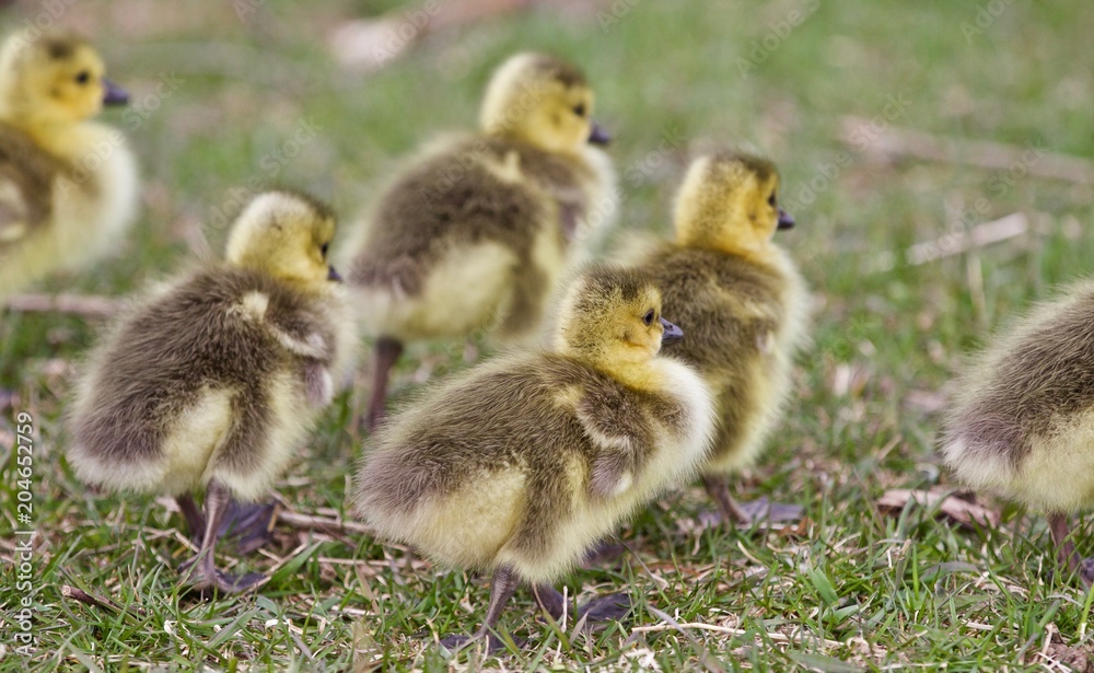 Beautiful photo with several cute funny chicks of Canada geese going somewhere Beautiful photo with several cute funny chicks of Canada geese going somewhere