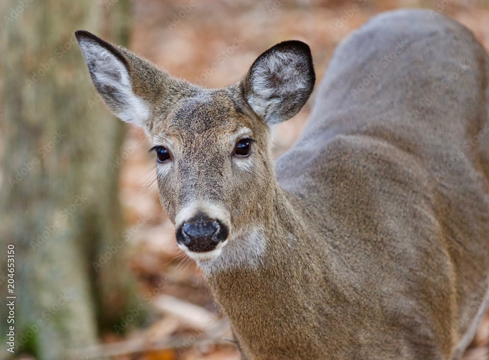 Beautiful image with a cute wild deer standing in forest Beautiful image with a cute wild deer standing in forest