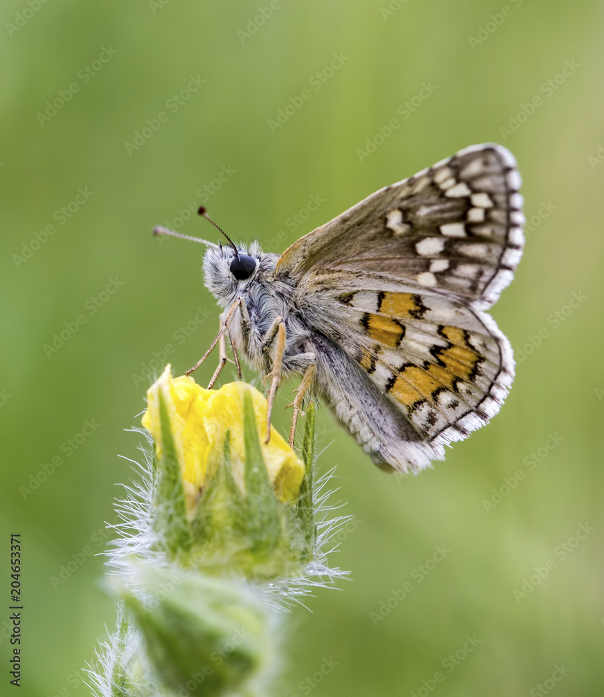 Obraz premium Butterfly in nature