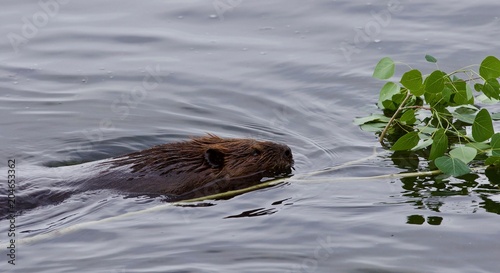 Beautiful isolated image of a beaver swimming in the lake