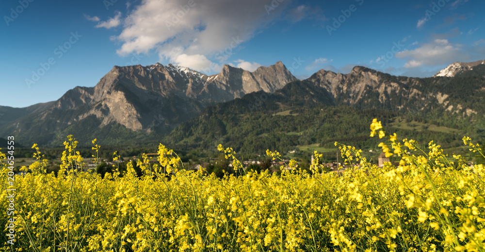 rapeseed field in full yellow bloom with a great mountain landscape behind