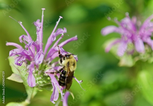 Isolated photo of a honeybee sitting on flowers