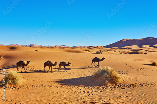 Camel caravan going through the sand dunes in the Sahara Desert. Morocco