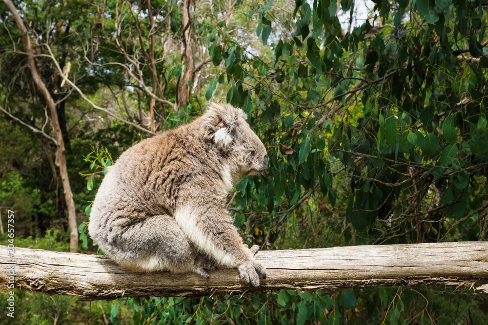 Profile of sitting Koala on wooden pole in Koala Conservation center in Cowes, Phillip Island, Victoria, Australia Profile of sitting Koala on wooden pole in Koala Conservation center in Cowes, Phillip Island, Victoria, Australia