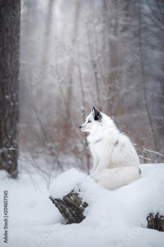 white fox fur in the snow in winter on nature