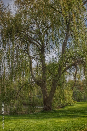 9022 - Tipsico Spring Willow (9022-TRE-05102018-0950A) © Sheryl L Sutter