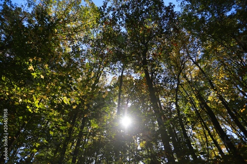 Afternoon Sun Gleaming through Tall Green and Yellow Trees Towering Above Nature Trail in Burke  Virginia