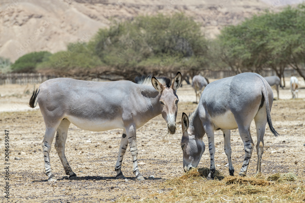 Somali wild donkey (Equus africanus). This species is extremely rare both in nature and in captivity. Nowadays it inhabits nature reserve near Eilat, Israel Somali wild donkey (Equus africanus). This species is extremely rare both in nature and in captivity. Nowadays it inhabits nature reserve near Eilat, Israel