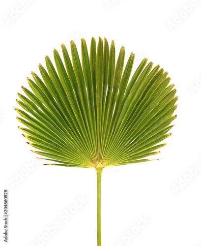Feuille de palmier Licuala grandis