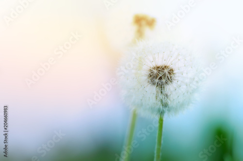 Abstract artistic background of beautiful fluffy dandelion flowers in spring