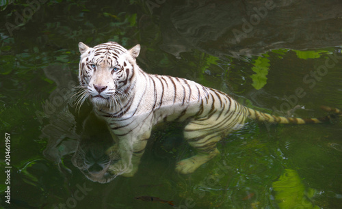 Tiger in water. White Bengal tiger taking bath in a river looking displeased © ChaoticDesignStudio