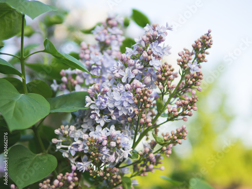 The lilac Bush