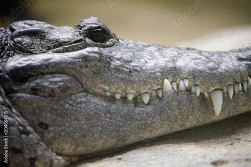Crocodylus moretti - Coccodrillo di Morelet